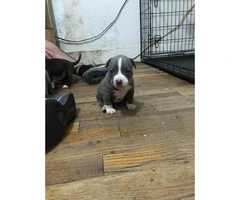 6 american bully puppies available - 5
