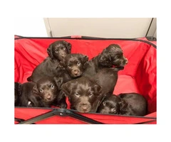 UKC Registered Boykin Spaniel Puppies