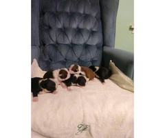 5 beautiful full blooded boston terriers puppies