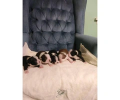 5 beautiful full blooded boston terriers puppies - 3