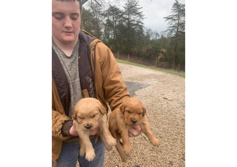 Akc Reg  Golden retrievers