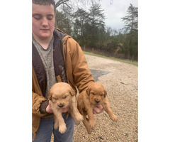 Golden Retriever Puppy For Sale By Ownerkentucky Puppies For Sale Near Me