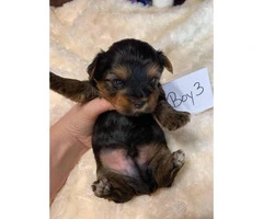 3 male yorkie puppies
