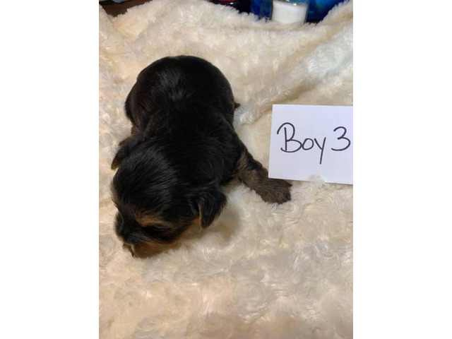 3 male yorkie puppies in Birmingham, Alabama - Puppies for Sale