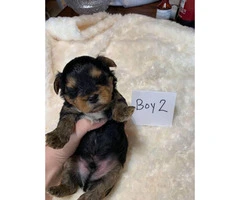 3 male yorkie puppies - 3