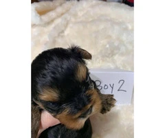3 male yorkie puppies - 4
