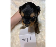 3 male yorkie puppies - 5