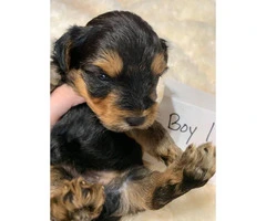 3 male yorkie puppies - 6