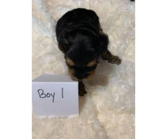 3 male yorkie puppies - 7