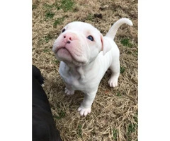 4 beautiful American bully puppies trying to find a new house - 3