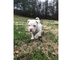 4 beautiful American bully puppies trying to find a new house - 4