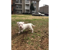 4 beautiful American bully puppies trying to find a new house - 5