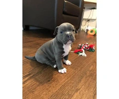 4 beautiful American bully puppies trying to find a new house - 6