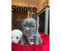 4 beautiful American bully puppies trying to find a new house - 8