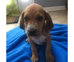 Beautiful Beagle puppies 9 weeks old, - 3