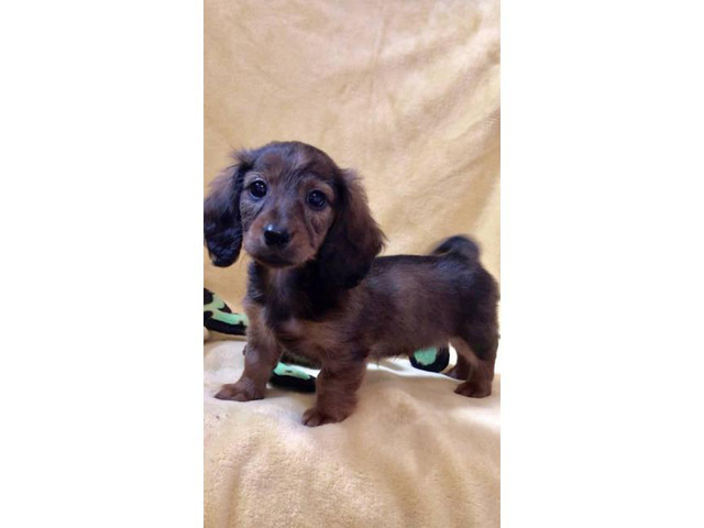 Rehoming beautiful longhaired purebred Dachshund puppies