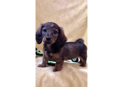 Rehoming beautiful long-haired purebred Dachshund puppies