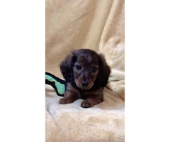 Rehoming beautiful long-haired purebred Dachshund puppies - 2