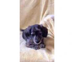 Rehoming beautiful long-haired purebred Dachshund puppies - 3
