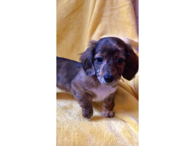 Rehoming beautiful long-haired purebred Dachshund puppies in Alleman, Iowa - Puppies for Sale ...
