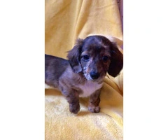 Rehoming beautiful long-haired purebred Dachshund puppies - 4