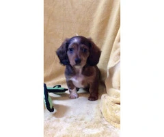 Rehoming beautiful long-haired purebred Dachshund puppies - 5