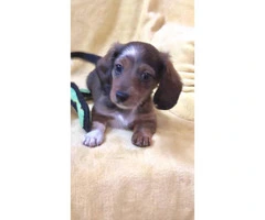 Rehoming beautiful long-haired purebred Dachshund puppies - 6