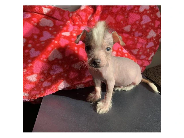 Gorgeous hypoallergenic male Chinese crested puppy - 1/3