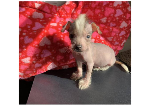 Gorgeous hypoallergenic male Chinese crested puppy