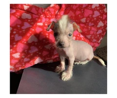 Gorgeous hypoallergenic male Chinese crested puppy