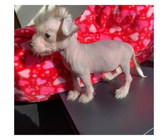 Gorgeous hypoallergenic male Chinese crested puppy - 2