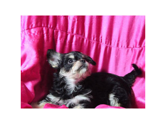 Cute female yorkie puppies Benton - Puppies for Sale Near Me