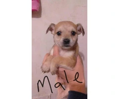 4 Chiweenies in need of a safe, loving home - 3