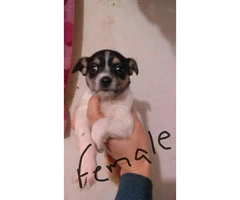 4 Chiweenies in need of a safe, loving home - 4