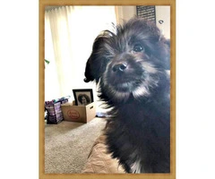 3 month old Aussiedoodle (Australian Sheep Dog and Poodle Mix) - 3