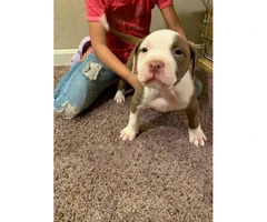 6 male and 1 female pit puppy available for sale - 4