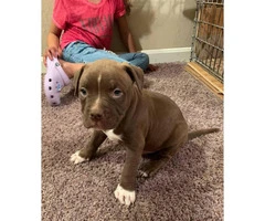 6 male and 1 female pit puppy available for sale - 6