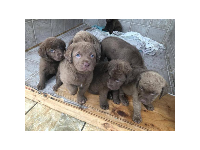 dead grass chesapeake bay retriever puppies for sale