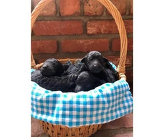 6 standard poodle puppies - 1