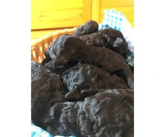 6 standard poodle puppies - 2