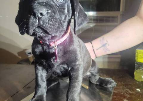 Cane Corso puppy