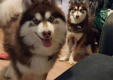 3 Pomsky puppies available