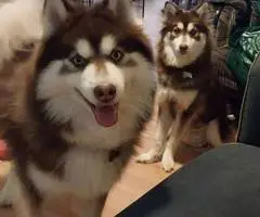 3 Pomsky puppies available