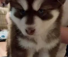 3 Pomsky puppies available - 2