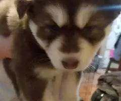 3 Pomsky puppies available - 4