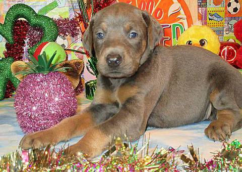 AKC Doberman puppies for sale