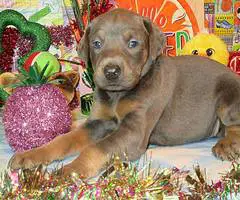 AKC Doberman puppies for sale - 1