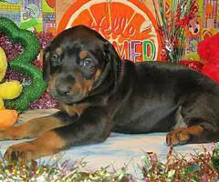 AKC Doberman puppies for sale - 2