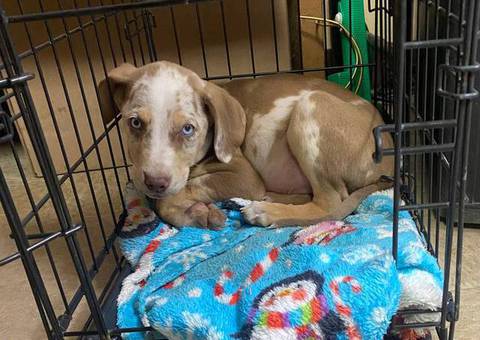 3 Catahoula puppies needing a home