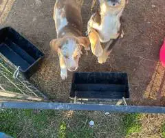 3 Catahoula puppies needing a home - 4